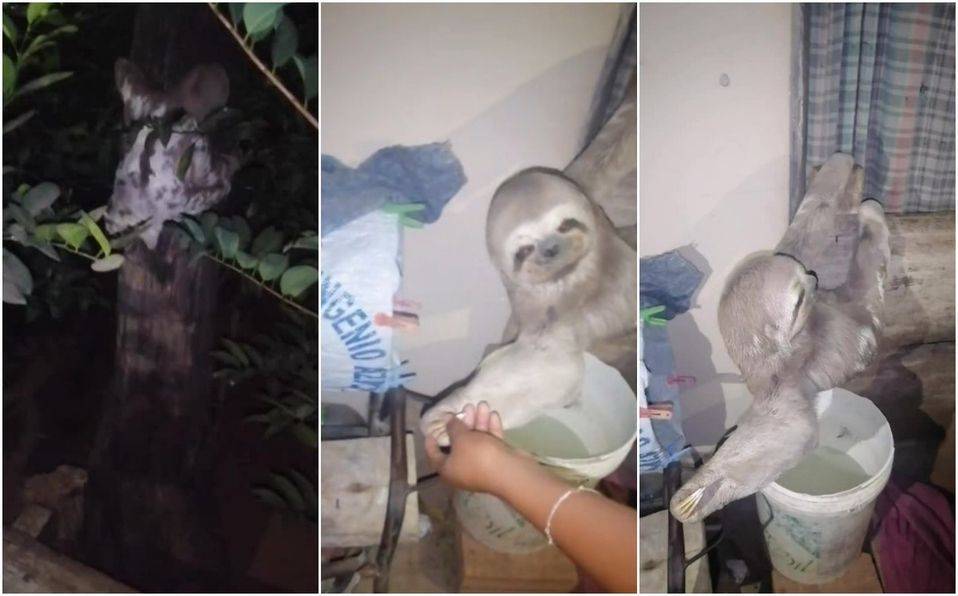 ¡Se saltó la reja! Perezoso aparece dentro de casa; video se vuelve viral en TikTok