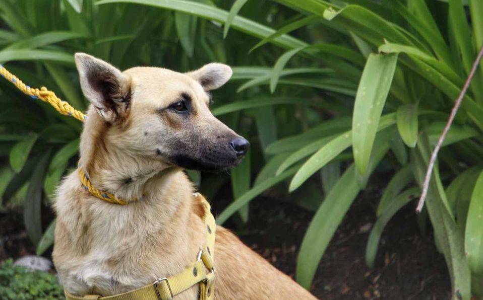 Spike, la perrita que cayó al socavón está lista para ser adoptada