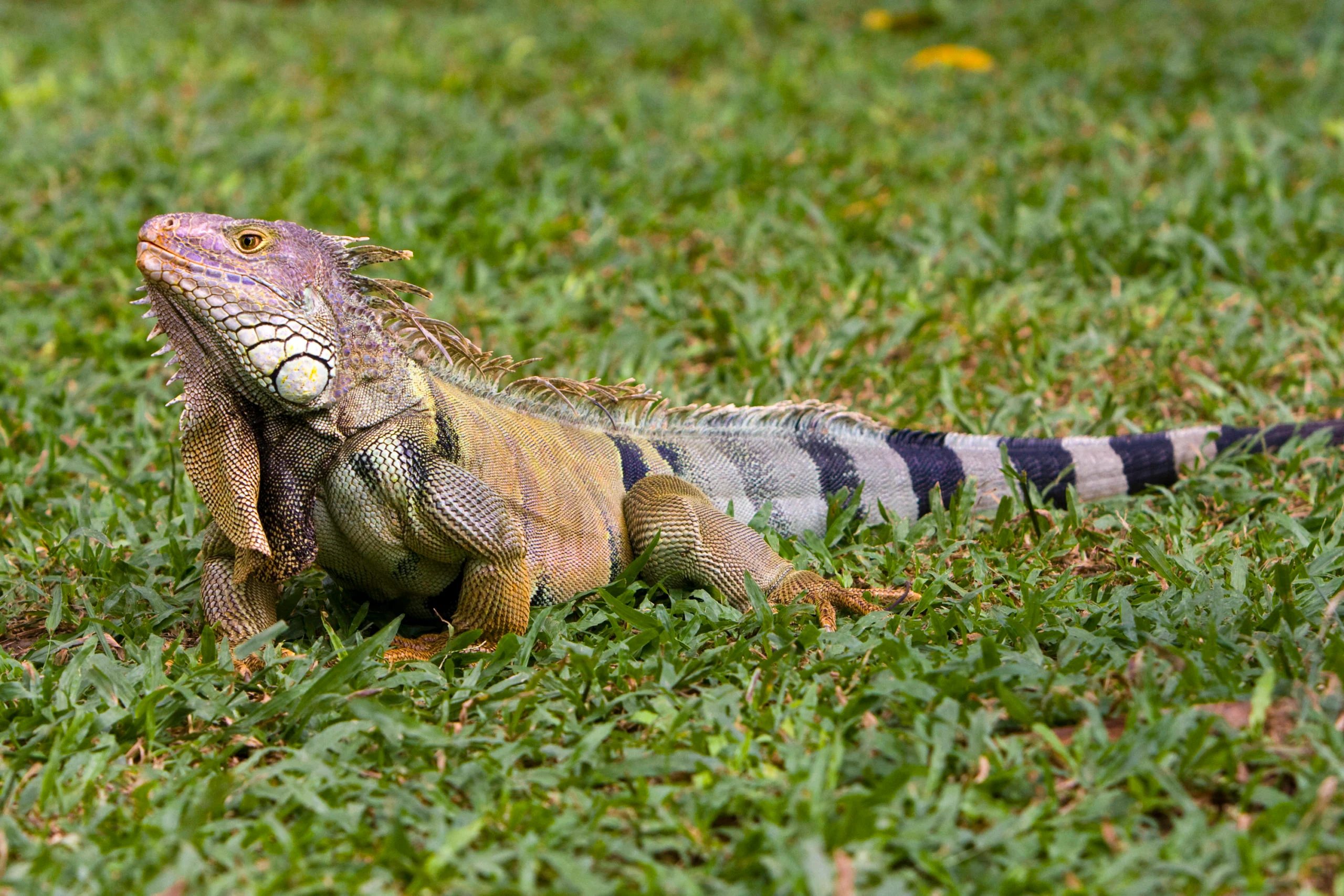 La iguana, un tesoro nacional en peligro de extinción