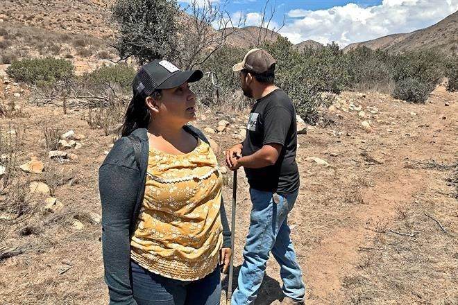 Denuncian en BC saqueo de salvia
