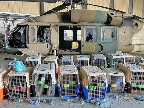 Deja EU a perros de trabajo en Afganistán