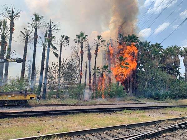 Alarma incendio de palmeras en AHMSA