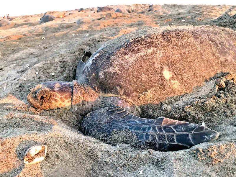 Cambio climático golpea anidación de tortuga golfina en playas de Oaxaca