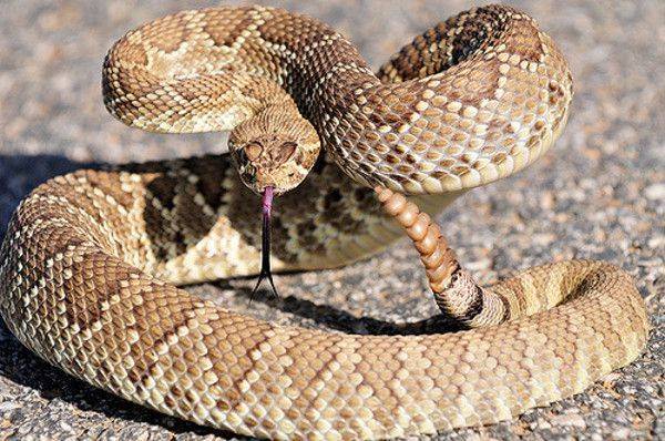 Una sustancia extraída del veneno de serpiente modula la coagulación sanguínea