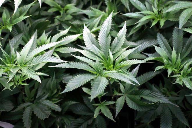 Evade Cofepris permisos de cannabis