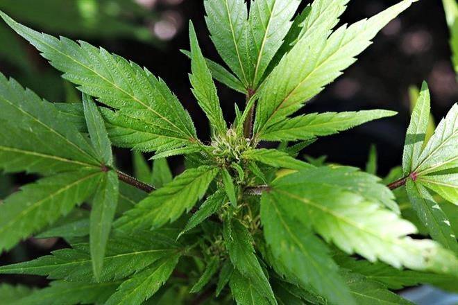 Opera en área gris uso industrial del cannabis