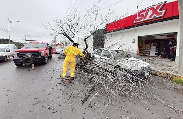 Cae árbol sobre auto en la avenida Constitución