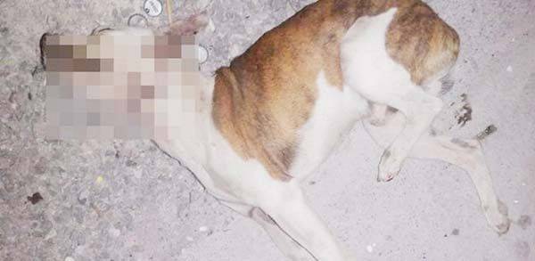 Deja paralizado a perro al golpearlo con palo de golf