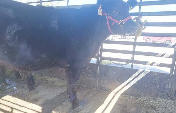Registran estudiantes del ITSMZ a su novillo gordo