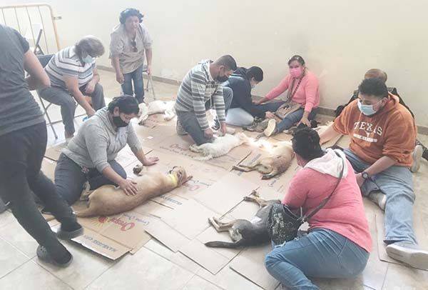 Esterilizan a mascotas predominan las hembras