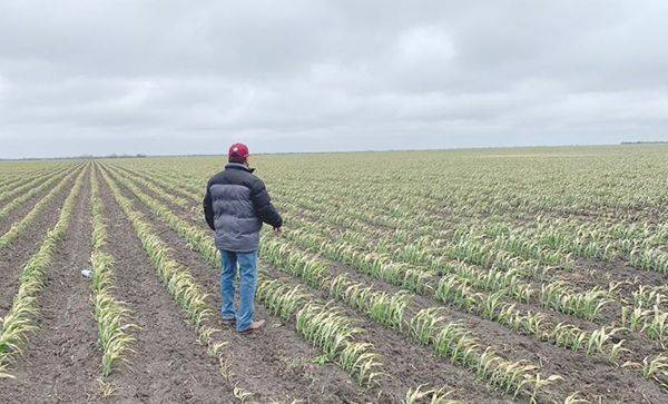 Ven complicada situación para sector agropecuario
