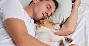 ¿Duermes con tu mascota? Descubre cómo eso puede afectarte a ti (y a tu mascota)
