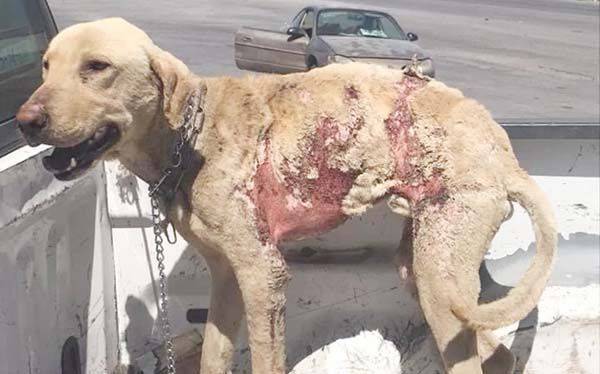 Sin respuesta Fiscalía por maltrato animal