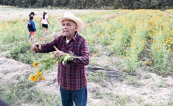 Resplandece cempasúchil entre montañas de región