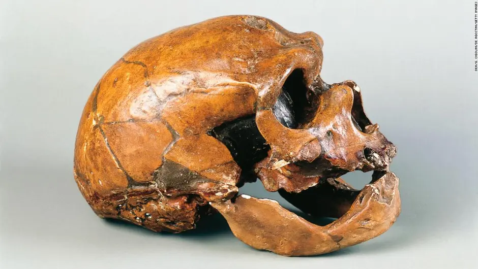 Descubren un antiguo caso de contagio de brucelosis en un hombre neandertal que enfermó al descuartizar carne cruda