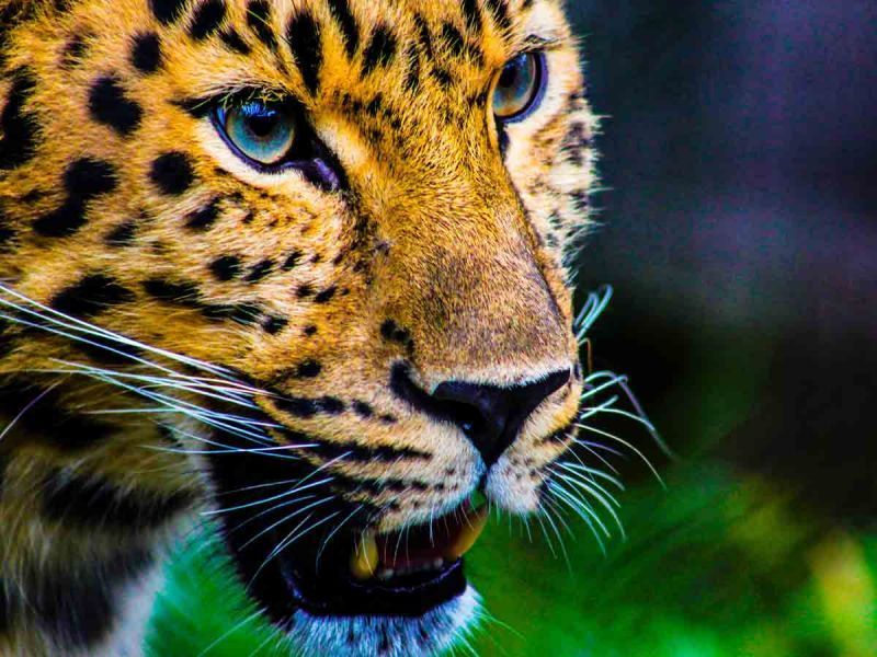 La deforestación amenaza los jaguares y arpías de la Amazonía