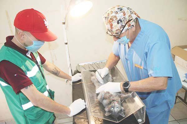 600 mascotas se esterilizaron durante esta administración