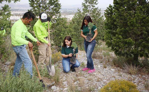 A punto de lograr meta de 1 millón de árboles plantados