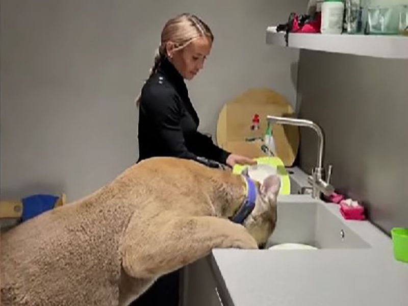 Mujer adopta enorme puma como mascota; así es el «rey» de la casa