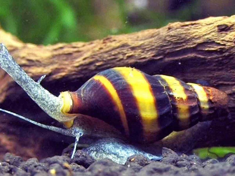 100 especies nuevas son descubiertas en Birmania en la última década