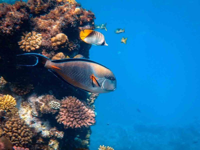 Un microbio marino, un arma secreta contra el cambio climático