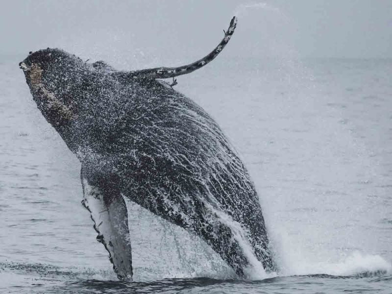 Encuentran en Perú el cráneo de una ballena de hace 36 millones de años