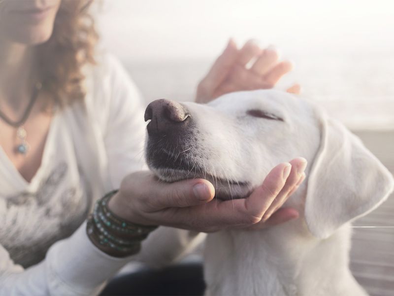 Enfermedades del corazón en perros, cómo cuidar a tu lomito