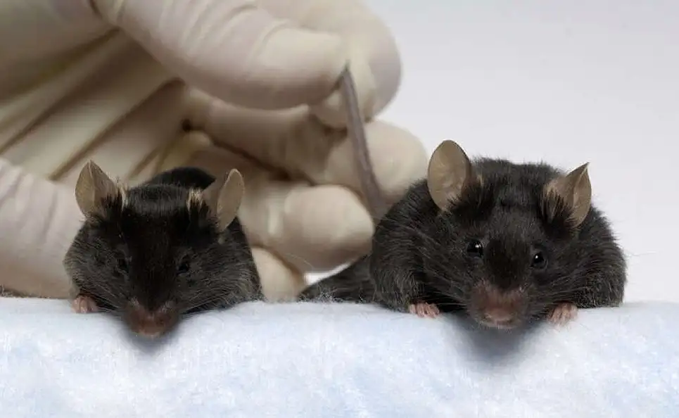 Un paso más cerca de la eterna juventud: un grupo de científicos consigue rejuvenecer células en ratones