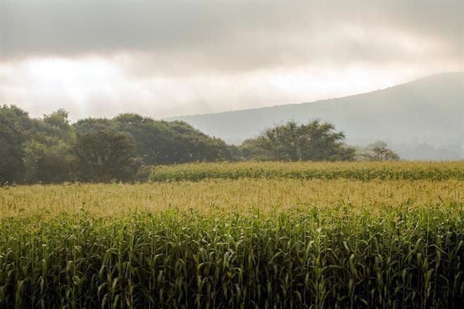 Surten 20% menos fertilizantes rusos