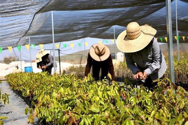 Desacelera economía afectada por sector agro