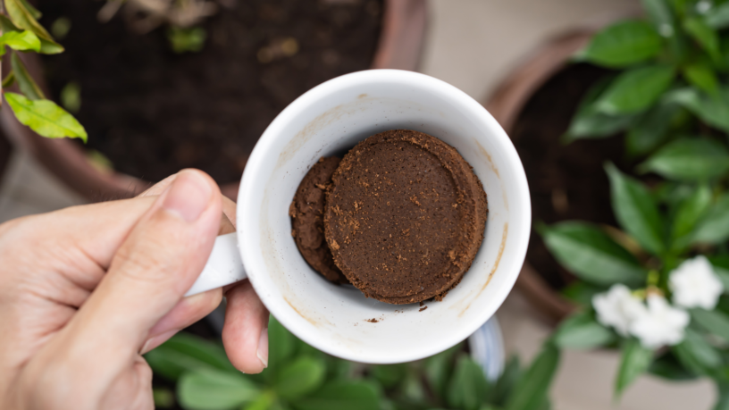 5 Usos beneficiosos del café para tus plantas