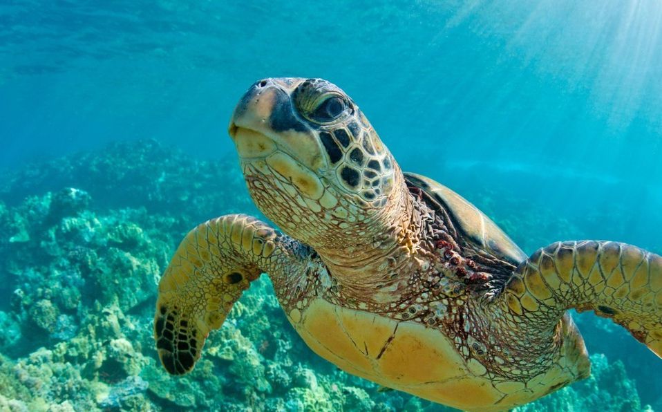 Contaminación acústica submarina produce sordera en las tortugas: estudio