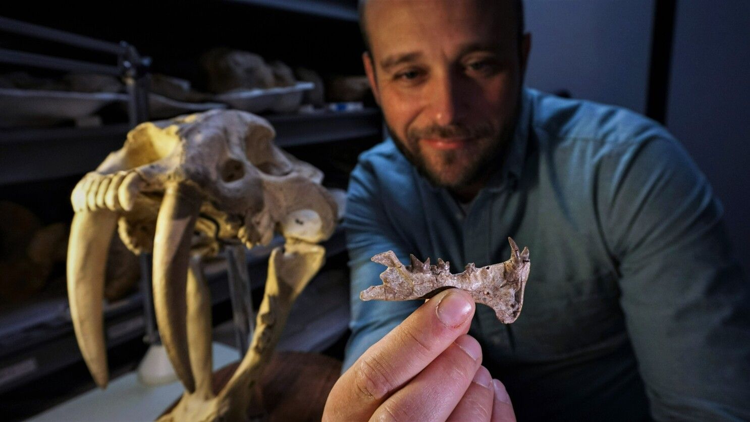 ¡Un hipercarnívoro! Hallan colmillos de un dientes de sable en EU; pertenecen a nueva especie
