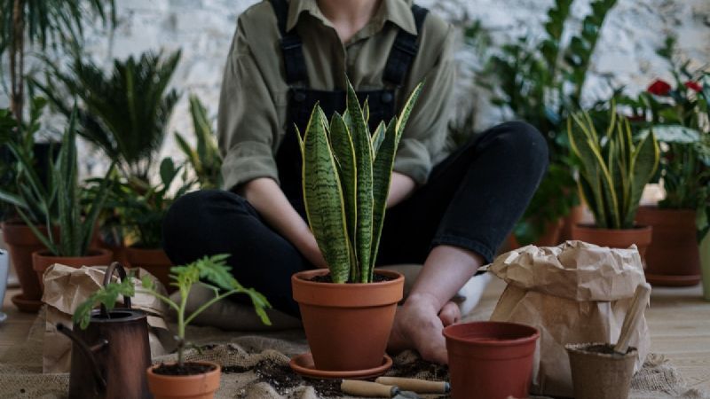 Cuidados para tus plantas que debes hacer en primavera para que crezcan más RÁPIDO