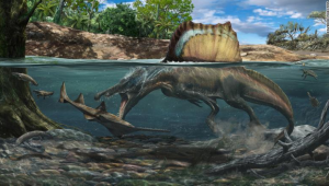 Un dinosaurio más grande que el T. rex nadaba y cazaba sus presas bajo el agua