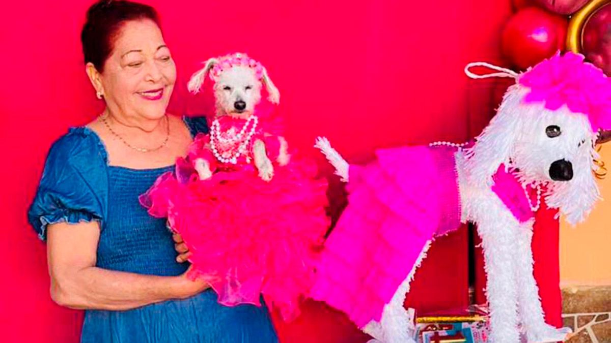 Con todo y vestido! Celebran fiesta de XV años a perrita en Los Mochis