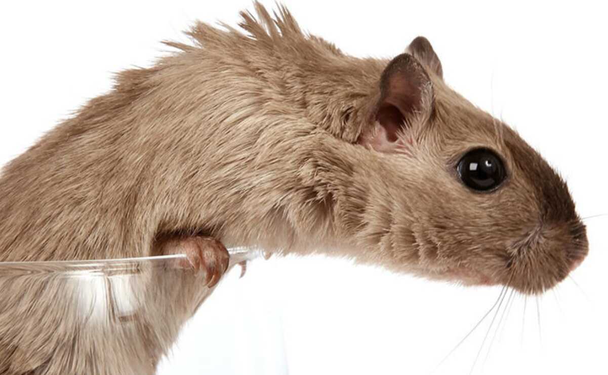 ¿Sería posible resucitar a una rata extinta hace más de 100 años? Genetistas apuestan por la «desextinción»