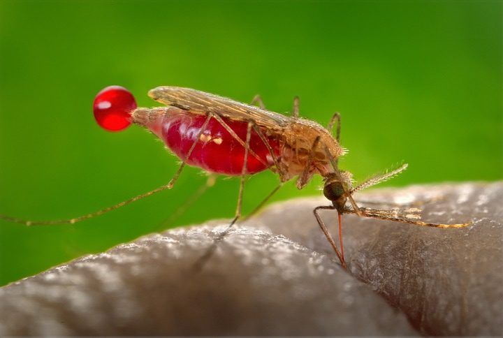 Cómo el cambio climático amenaza con aumentar la transmisión de la malaria