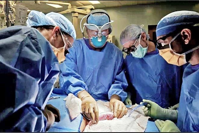 Buscan salvar vidas con órganos animales