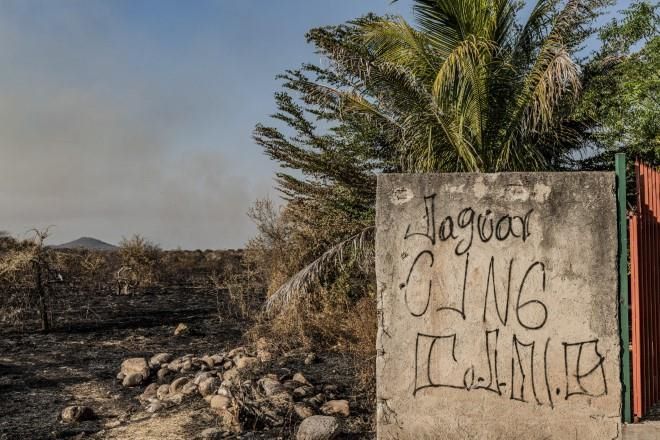 Disputan cárteles también ‘oro verde’