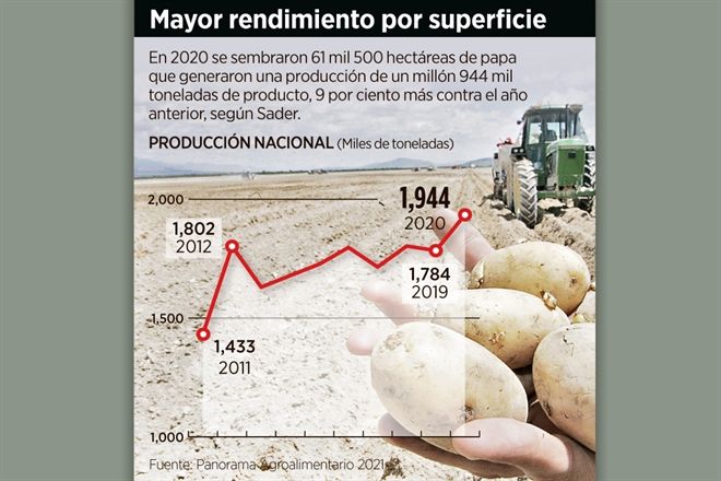 Peligra 70% de producción de papa por plaga de EU