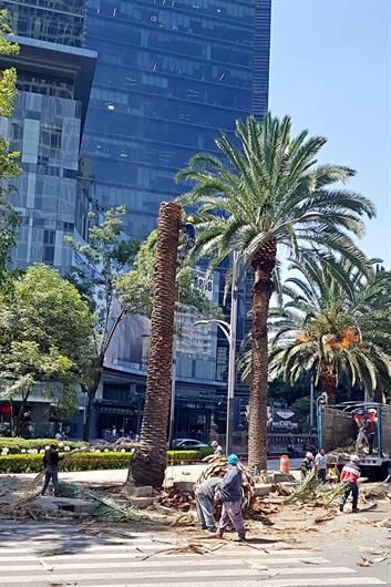 Derriban otra palmera en glorieta por plaga
