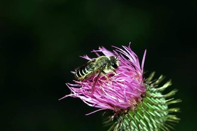 La buscadora de abejas nativas