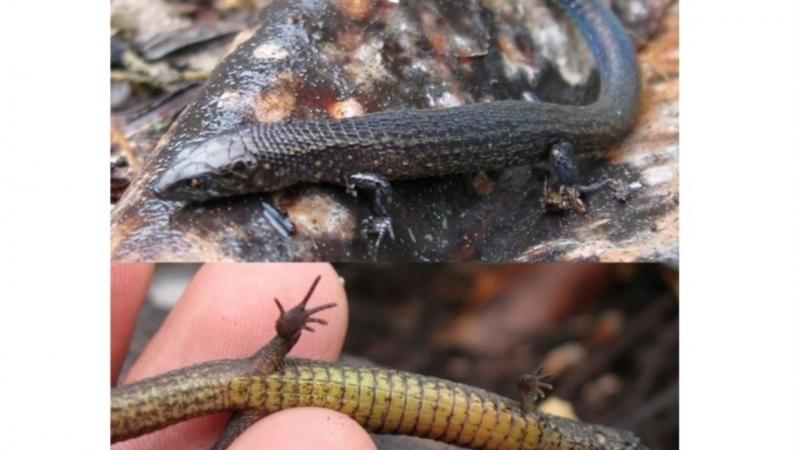 Descubren dos nuevas especies de lagartija en Machu Picchu
