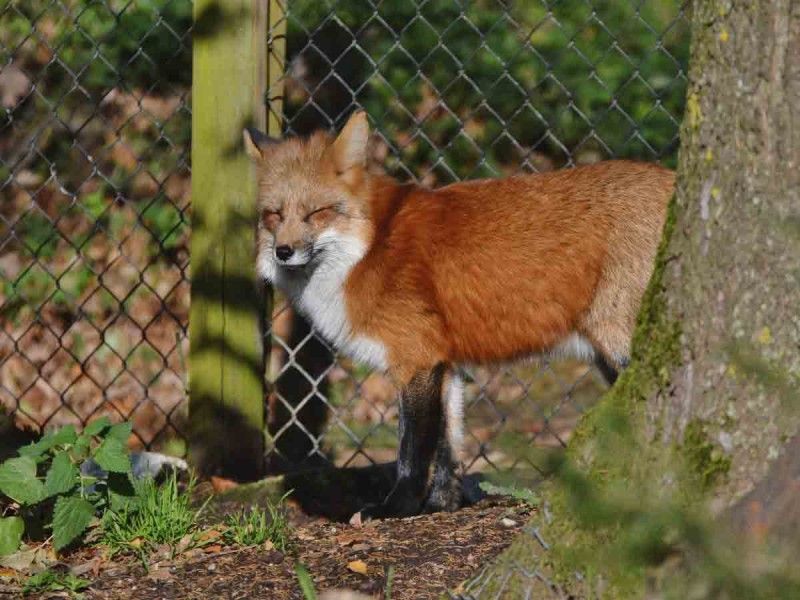 Un zorro entra al zoo de Washington y mata a 25 flamencos caribeños