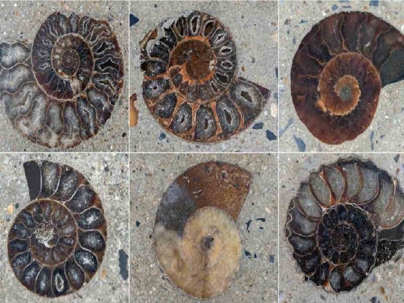 Descubren fósiles de moluscos de era de los dinosaurios en calles de Bangkok