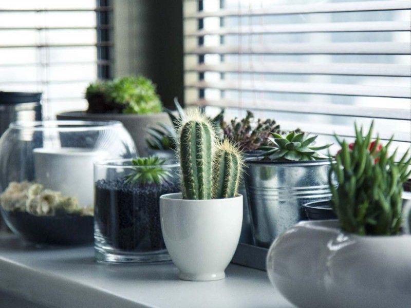 ¿Amante de las plantas? Esta función del iPhone te interesa