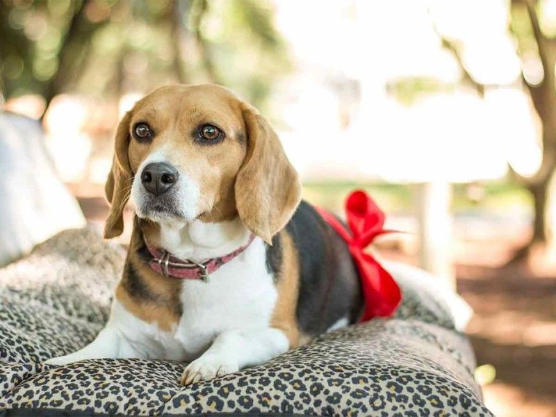 ¿Tu perrita está embarazada? Conoce los síntomas y cómo cuidar de ella