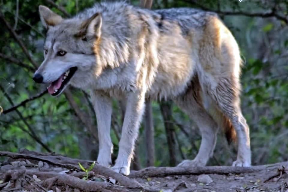 Un santuario para el lobo gris mexicano
