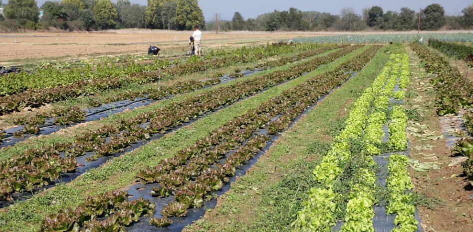 6 maneras de acabar con las malas hierbas sin productos químicos